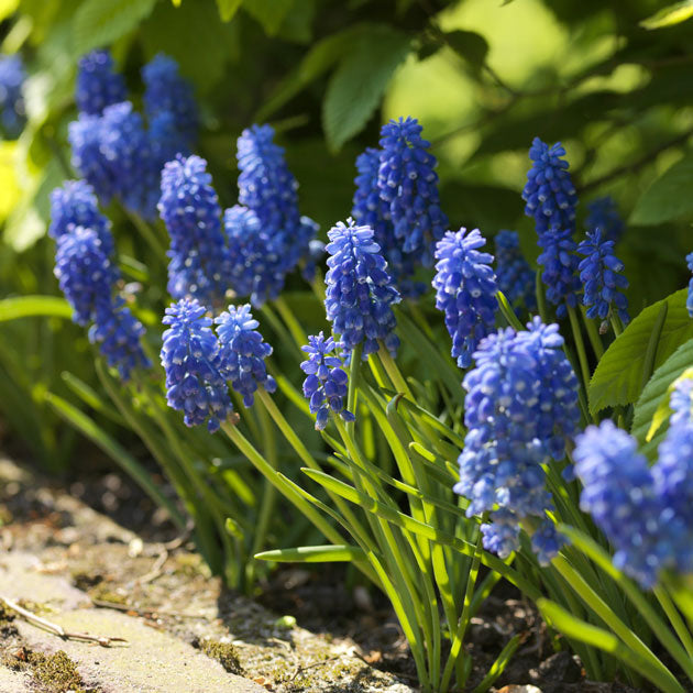 Muscari Armeniacum Blue
