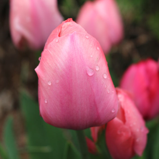 Tulip Mystic Van Eijk