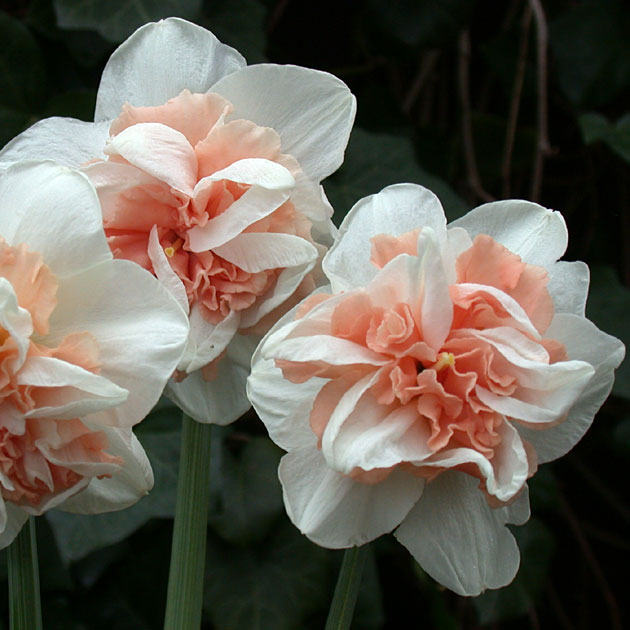 Narcissus Delnashaugh