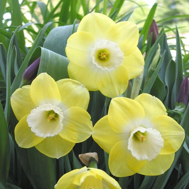 Narcissus Avalon