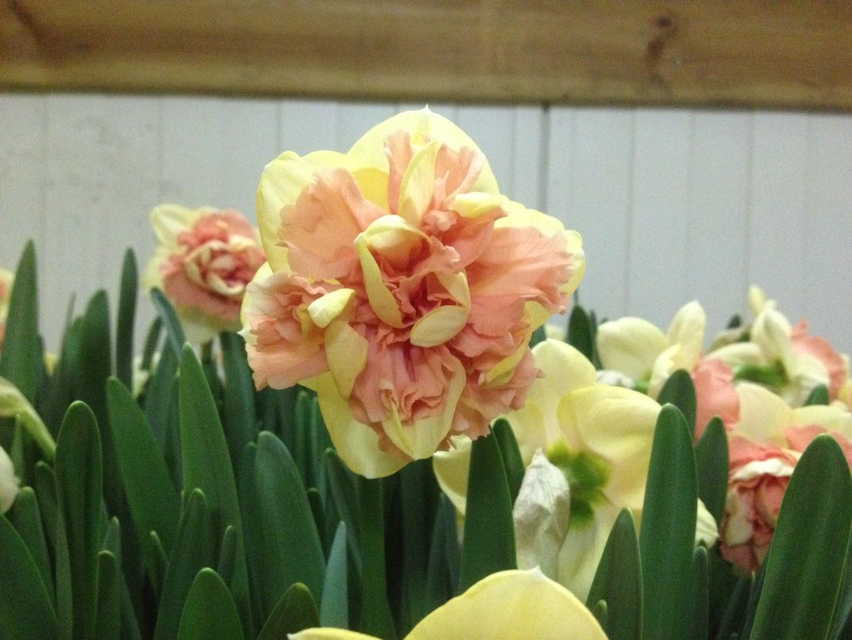 Narcissus Bellabombe