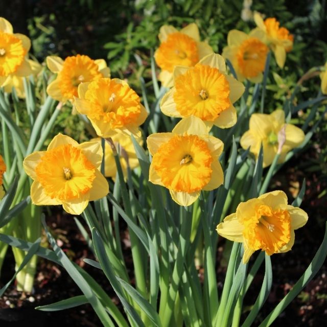 Narcissus Bright Corsage