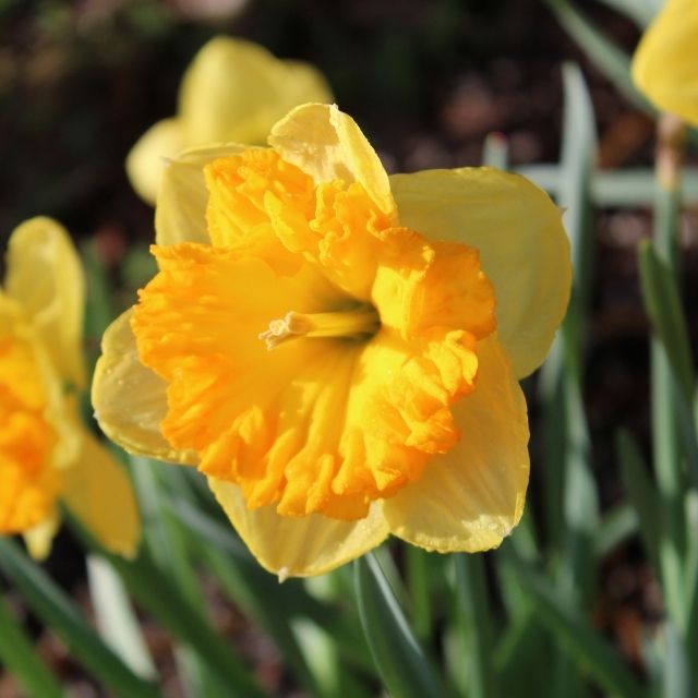 Narcissus Bright Corsage