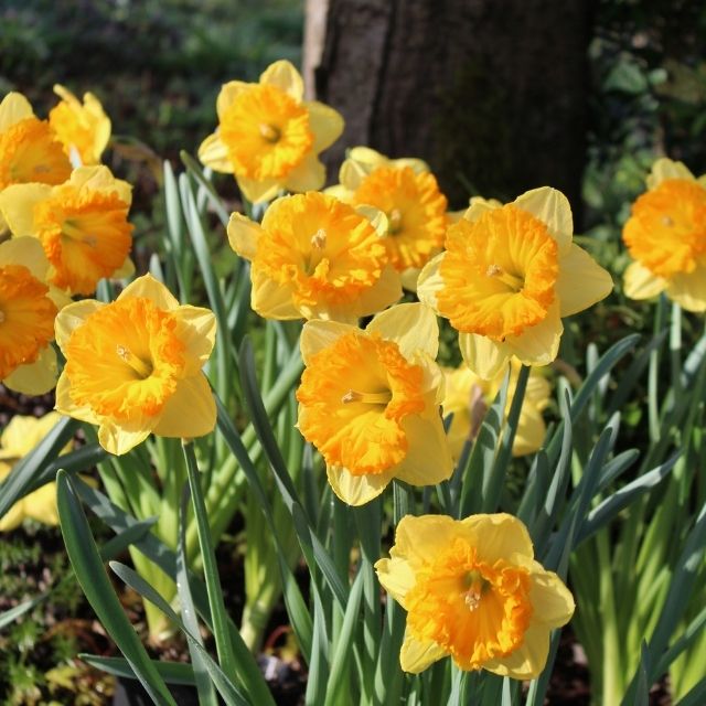 Narcissus Bright Corsage