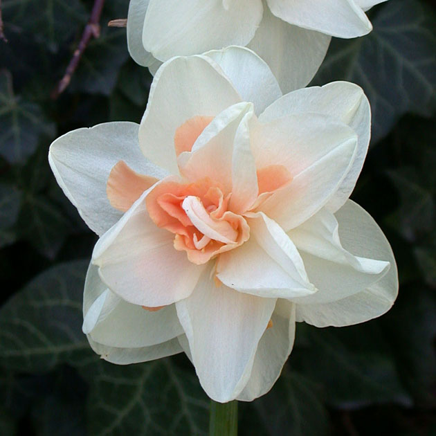 Narcissus Delnashaugh