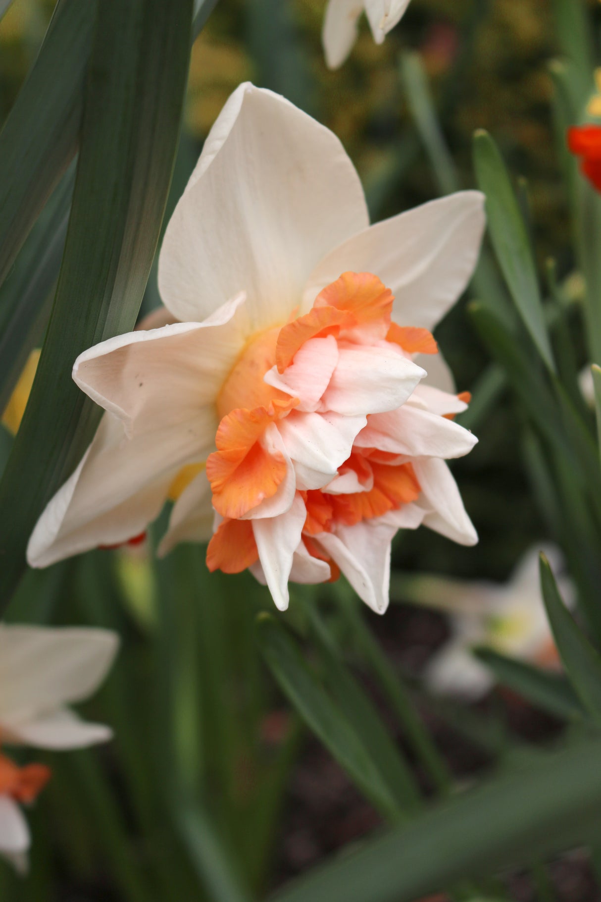 Narcissus Extravaganza