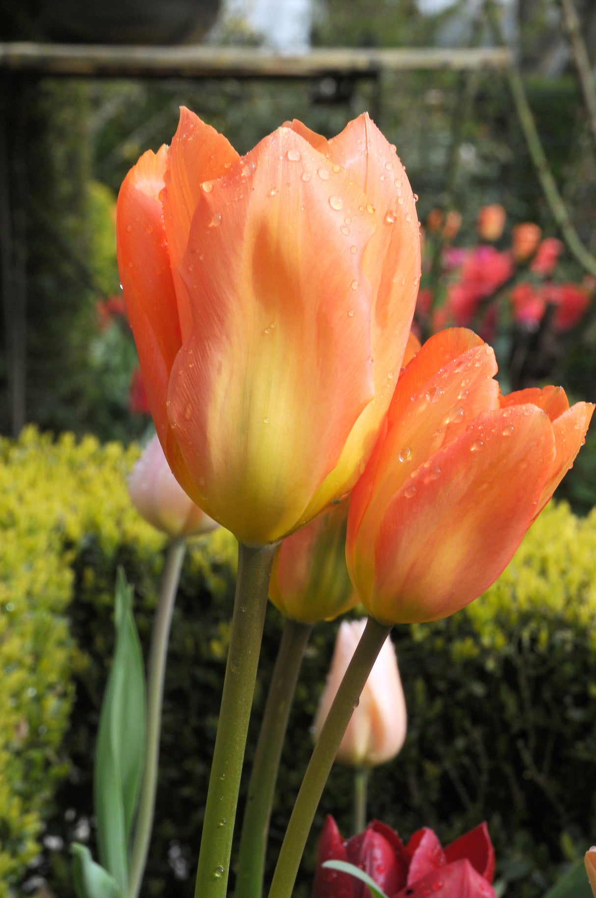 Tulip Orange Emperor