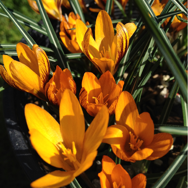 Crocus Orange Monarch