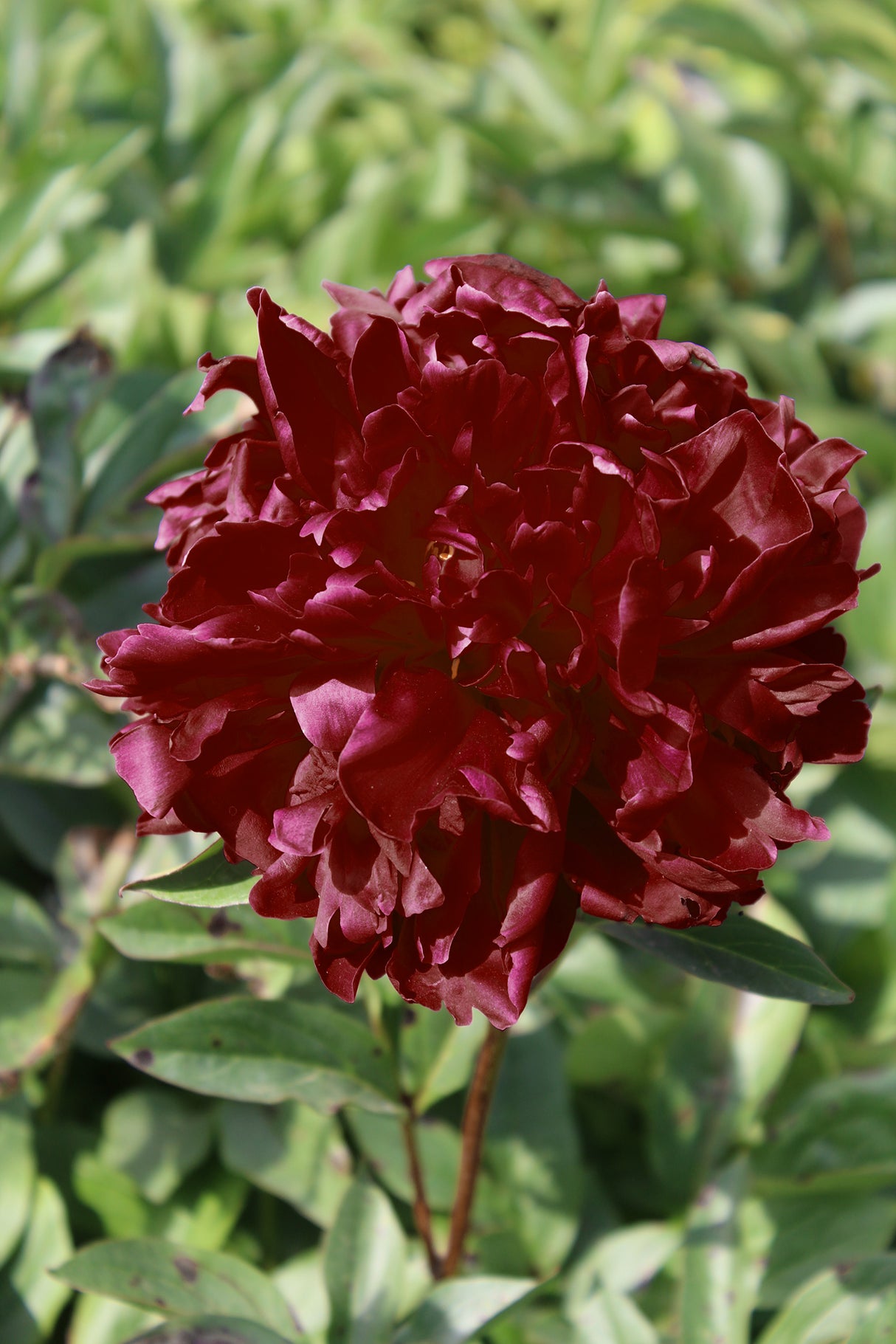 Paeonia Francoise Ortegat