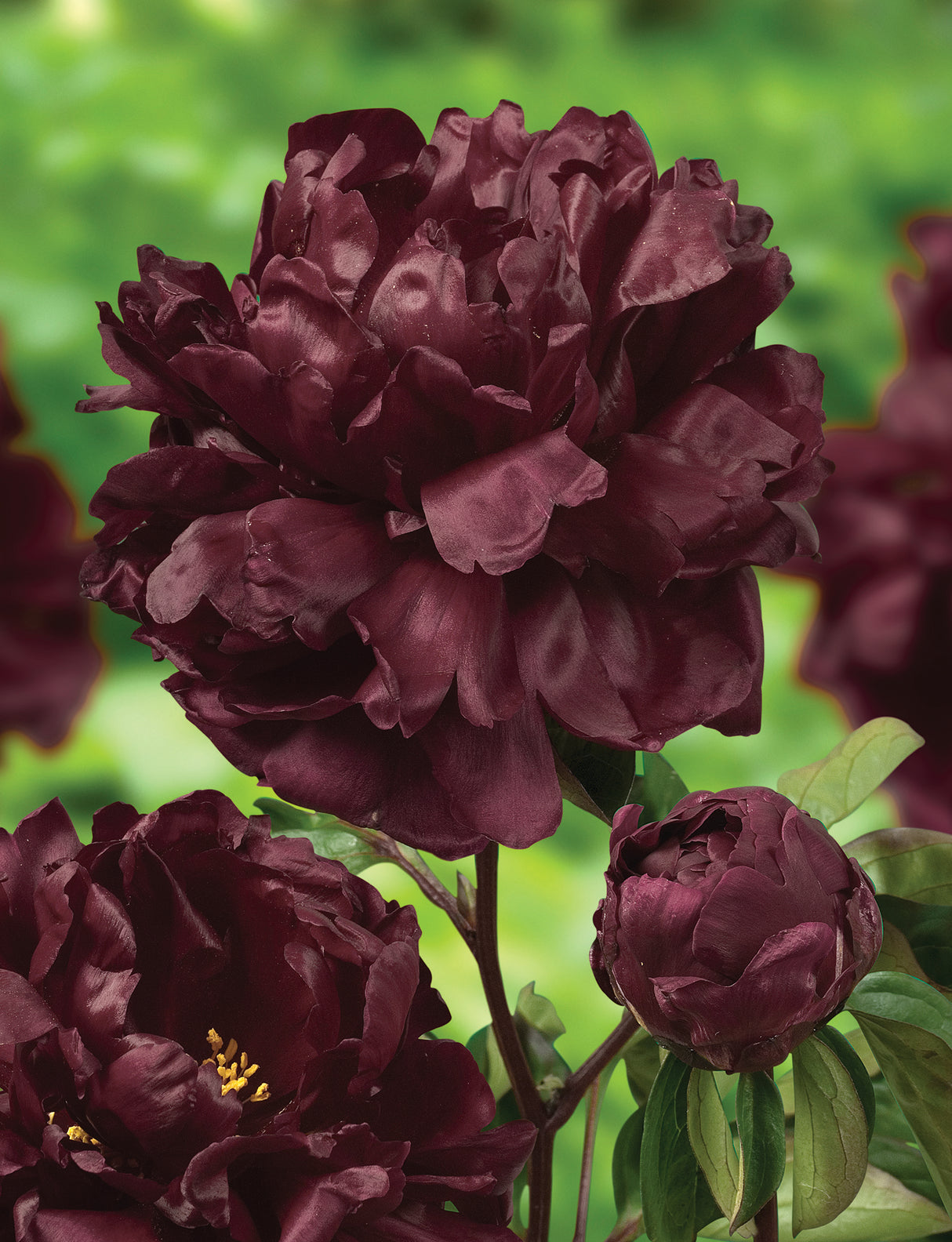 Paeonia Francoise Ortegat