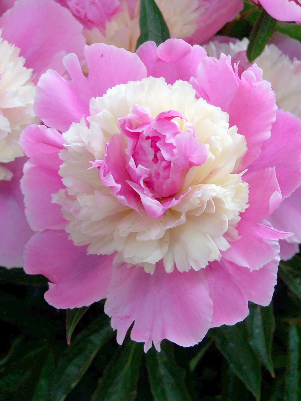 Peony Sorbet - Fall Planting