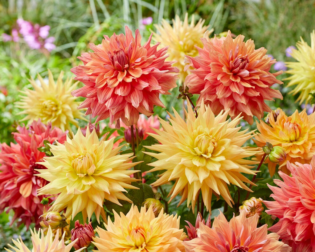 Mixed Dahlia - Peach Please