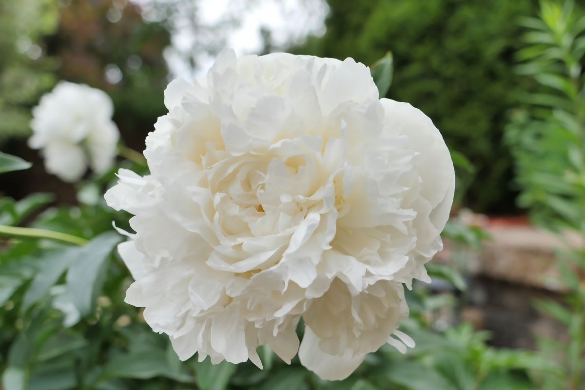 Peony Duchesse de Nemours - Fall Planting