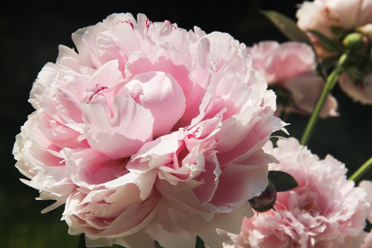 Peony Sarah Bernhardt - Fall Planting