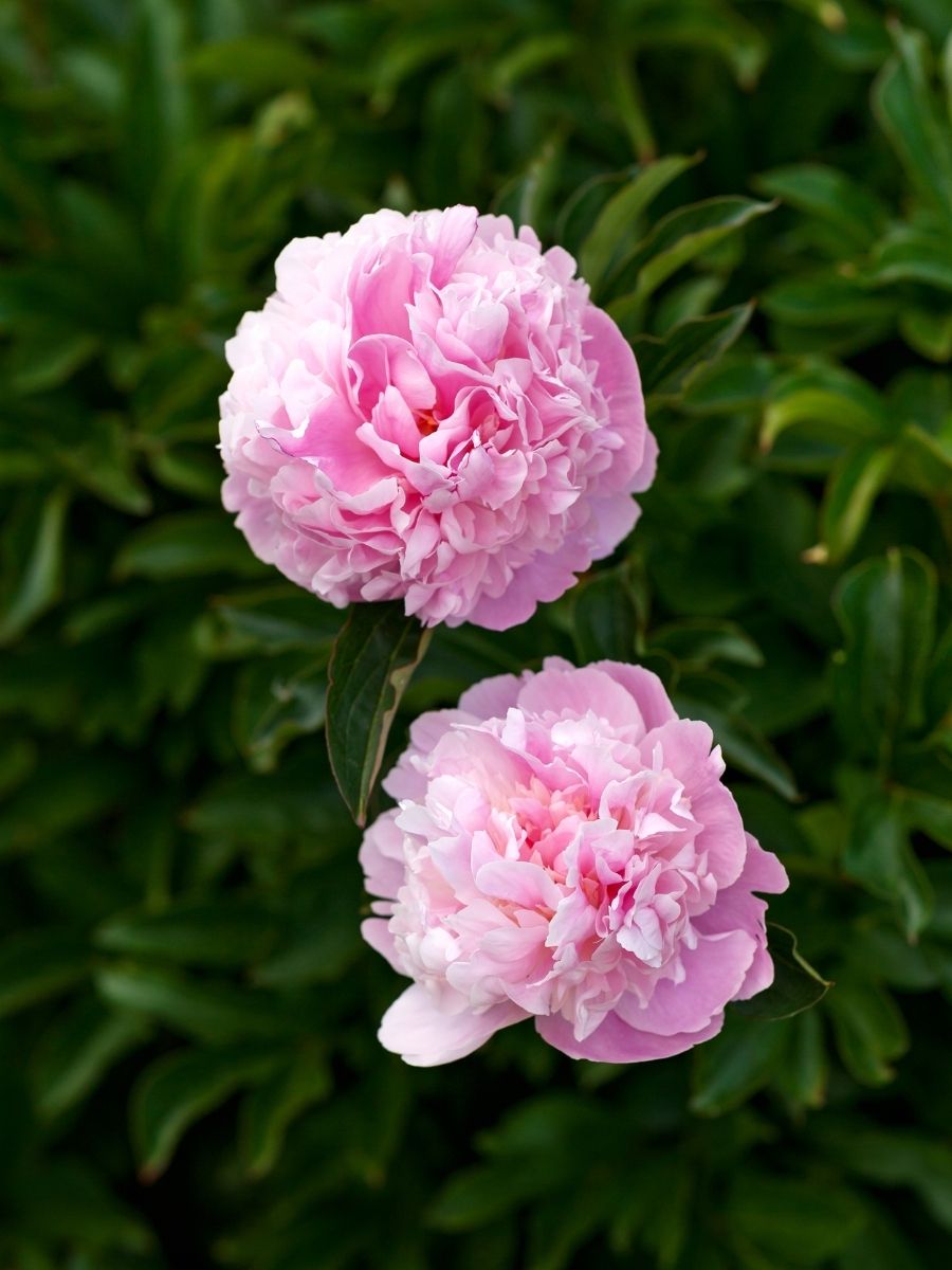 Peony Sarah Bernhardt - Fall Planting