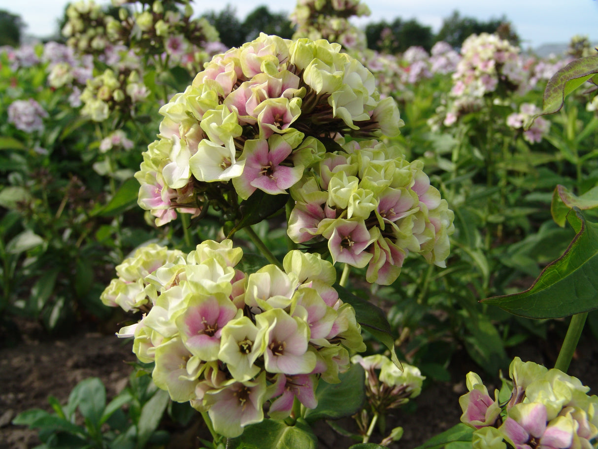 Phlox Sherbet Blend