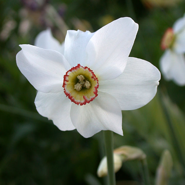 Narcissus Poeticus Recurvus