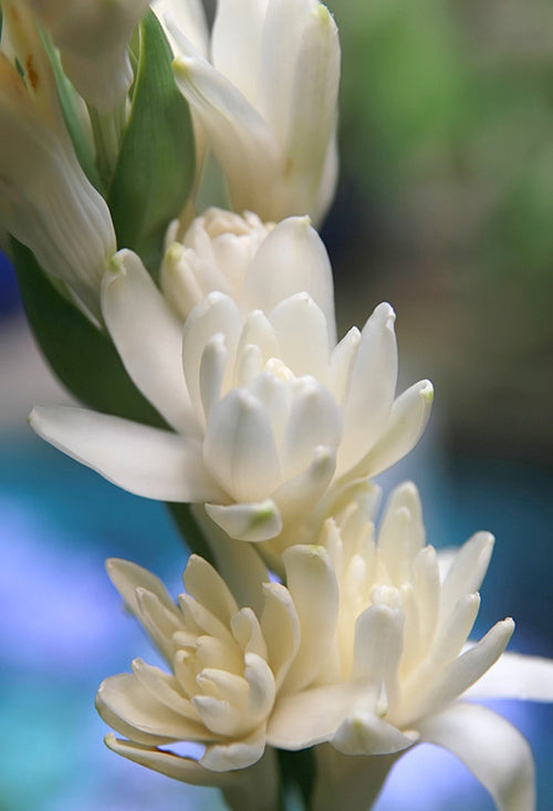 Polianthes tuberose The Pearl