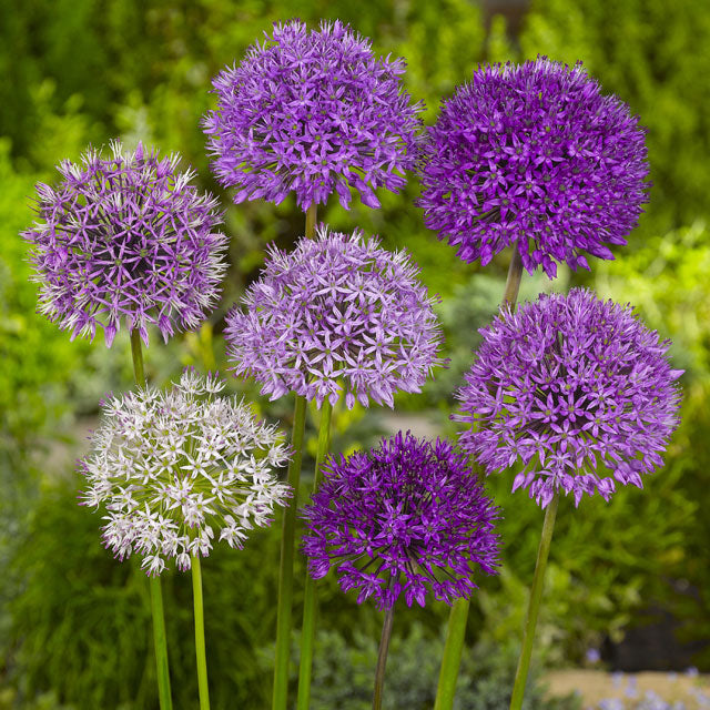 Mixed Allium - Moonlit Magic