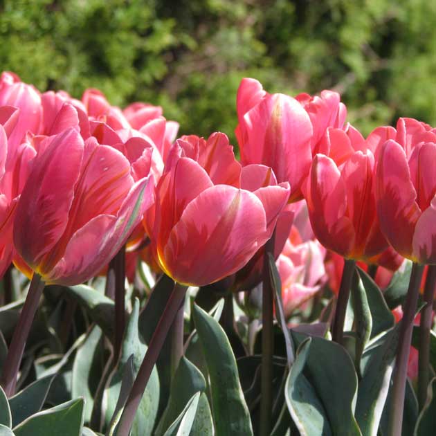 Tulip Pretty Princess