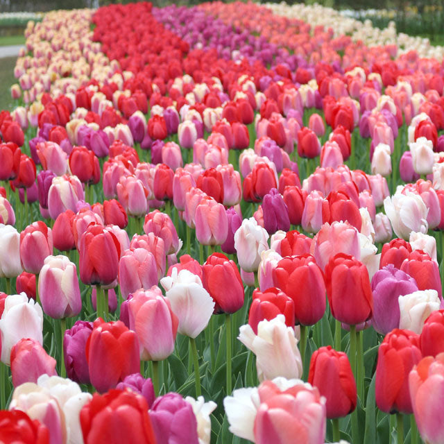 Mixed Tulip - Wildest Dreams