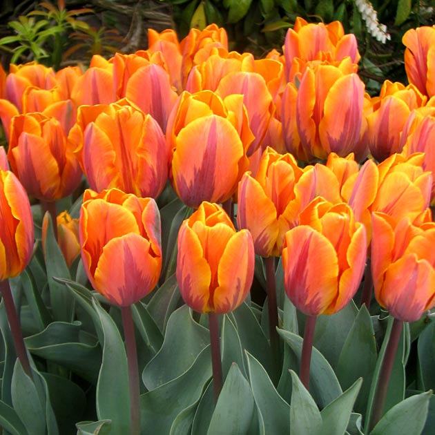 Tulip Princess Irene