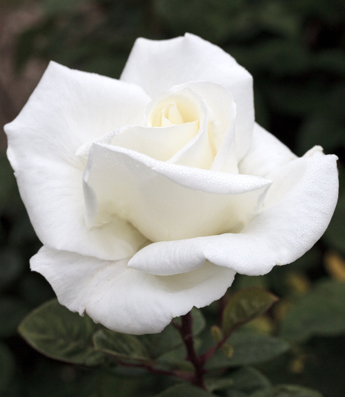 Star Rose - Queen Mary 2