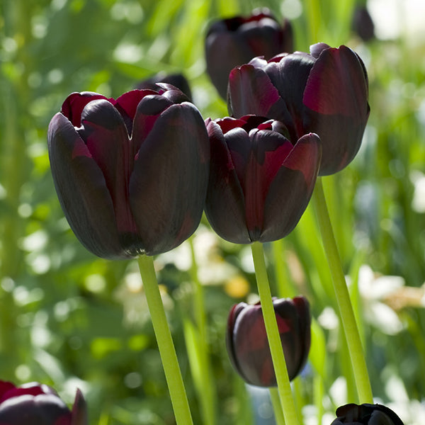 Tulip Queen of Night