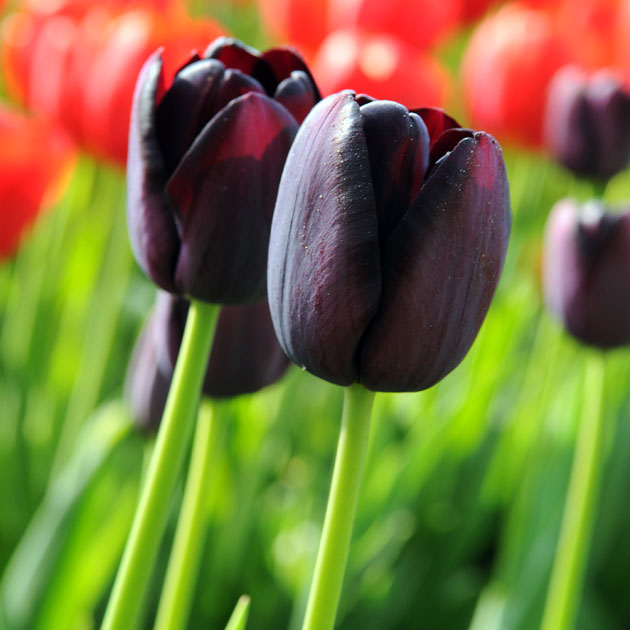 Tulip Queen of Night