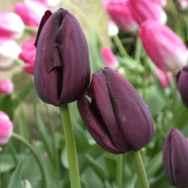 Tulip Queen of Night