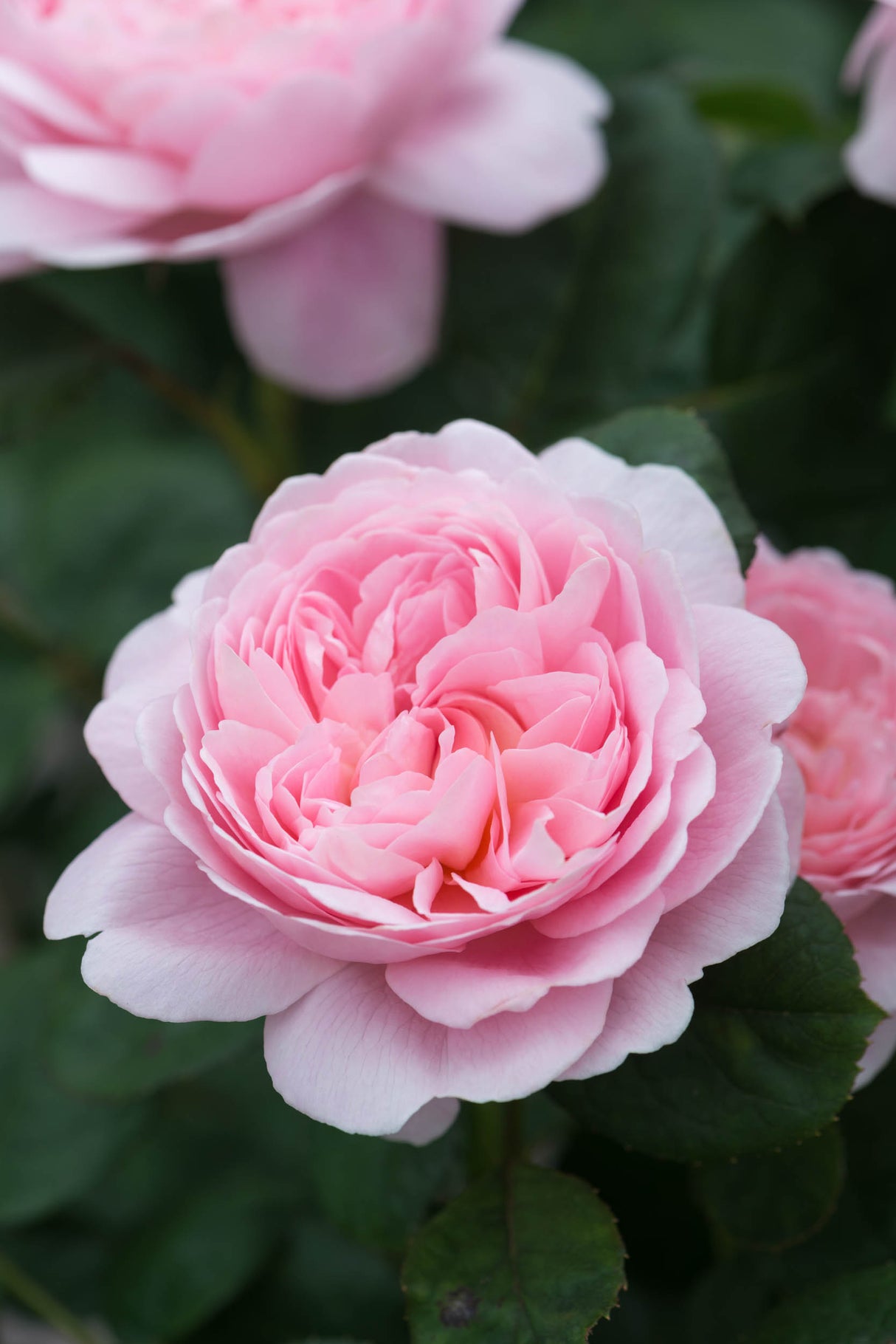 David Austin Rose - Queen of Sweden