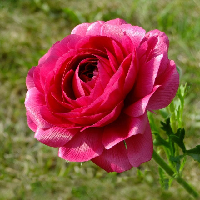 Ranunculus Amandine Bonbon - Fall Planting
