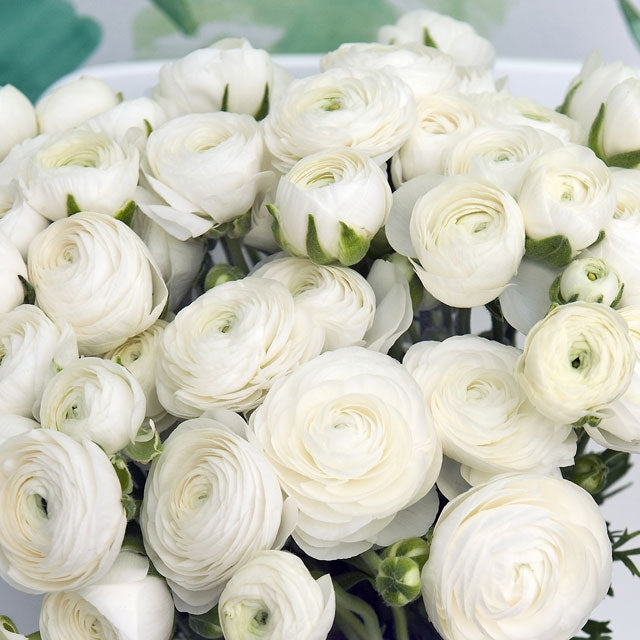 Ranunculus Amandine White - Fall Planting