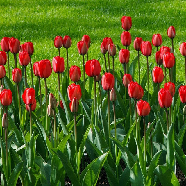 Tulip Red Parade