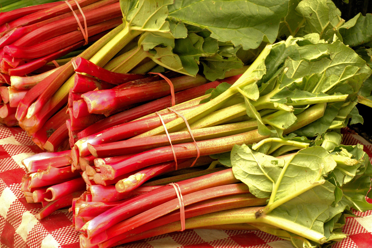 Rhubarb Canada Red