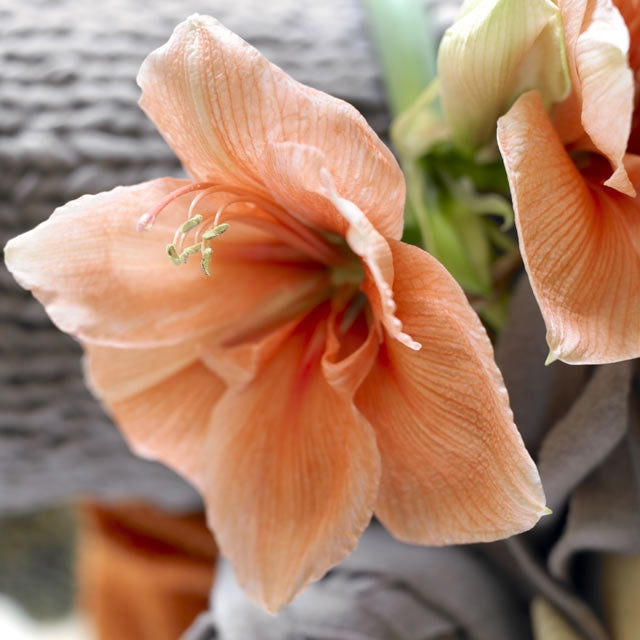 Amaryllis Rilona