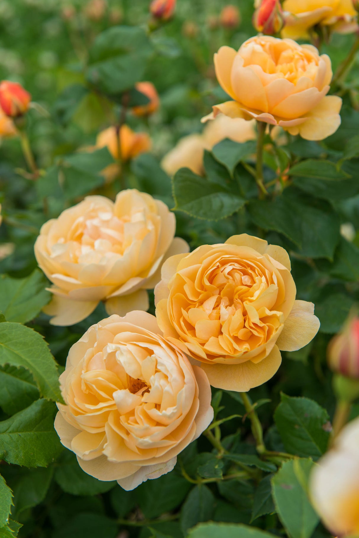 David Austin Rose - Roald Dahl