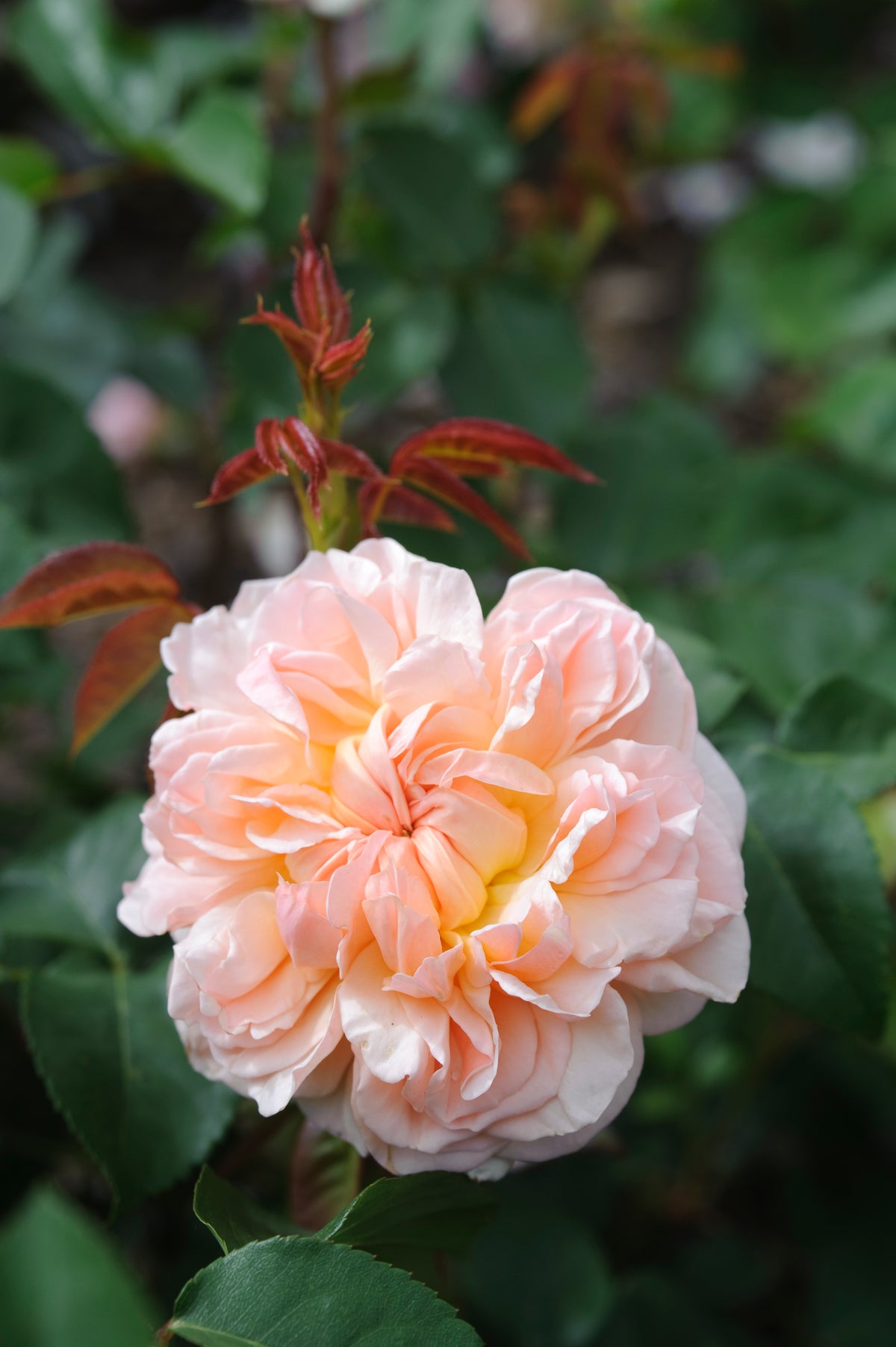 David Austin Rose - Evelyn