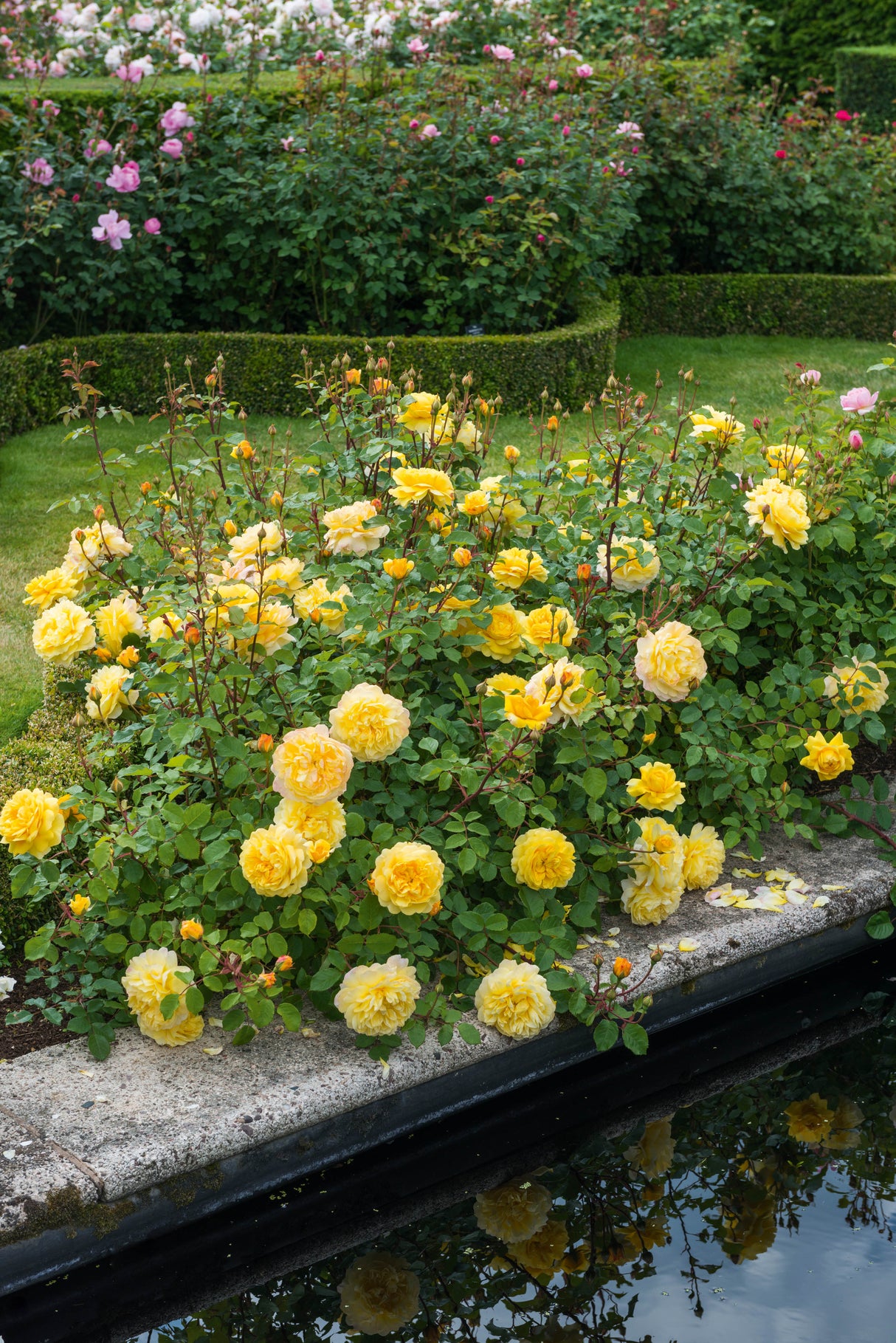 David Austin Rose - The Poet's Wife