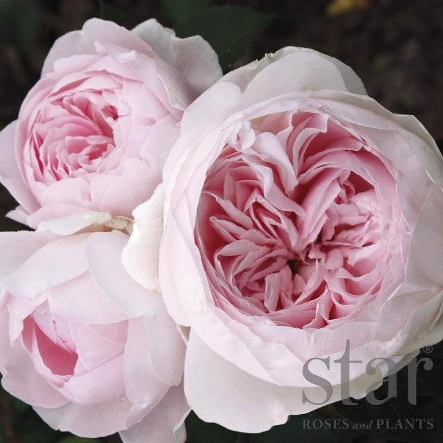 Star Rose - Parfuma Earth Angel