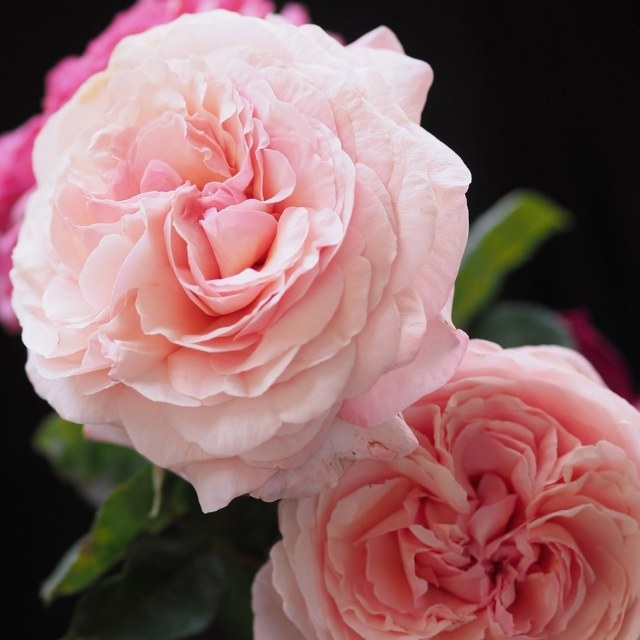 Star Rose - Martha Stewart