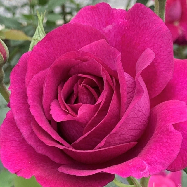 Star Rose - Purple Aura