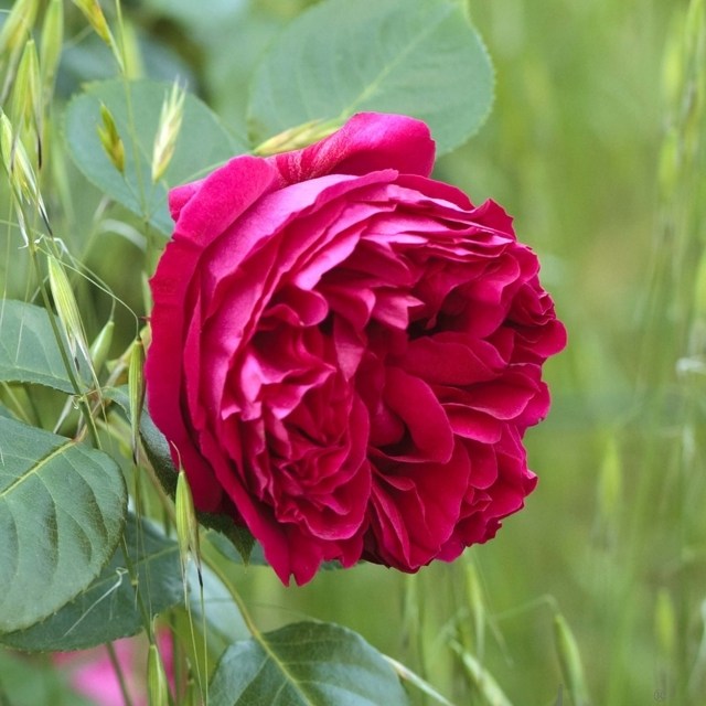 Star Rose - Eden Climber Red