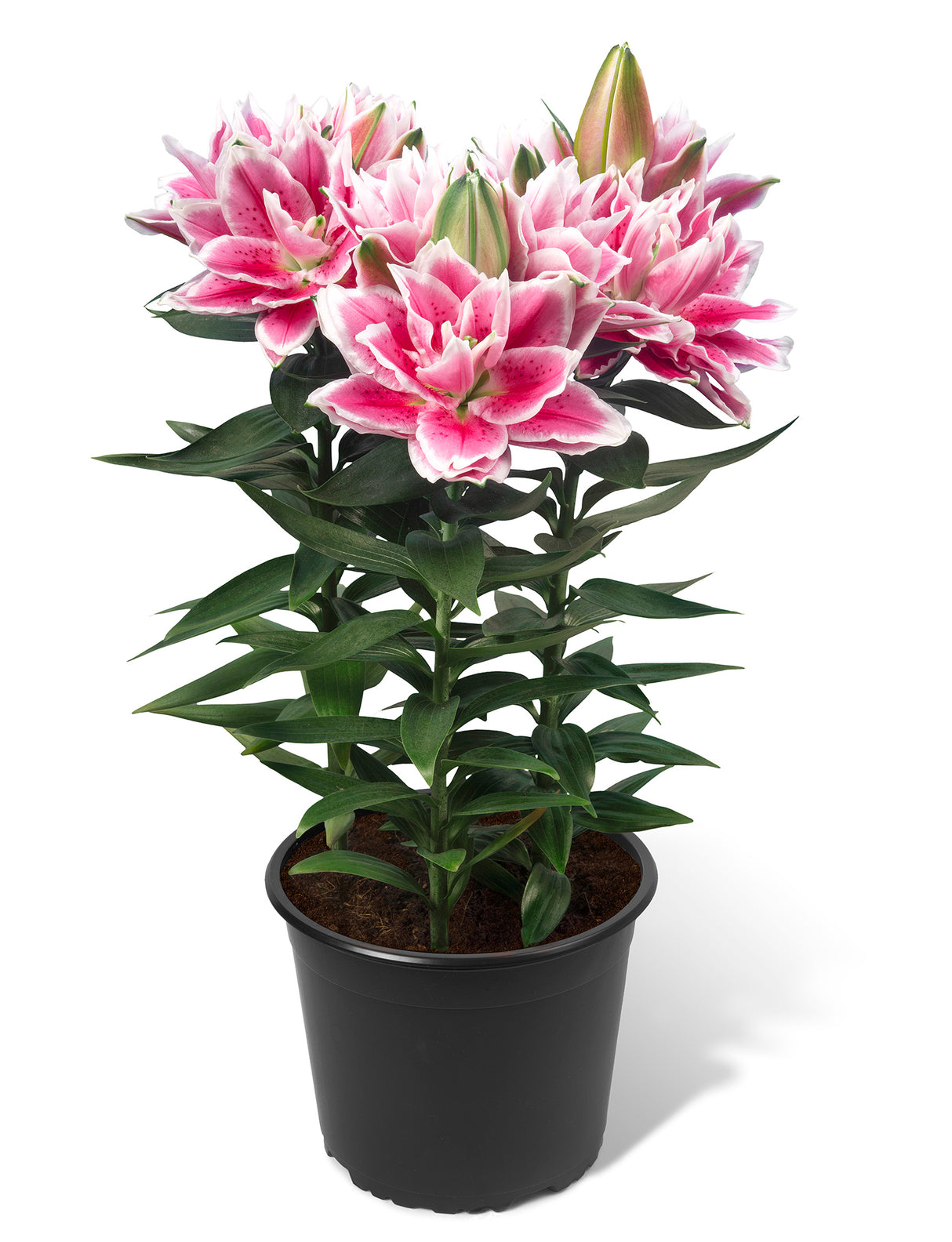 Lily Roselily Samantha