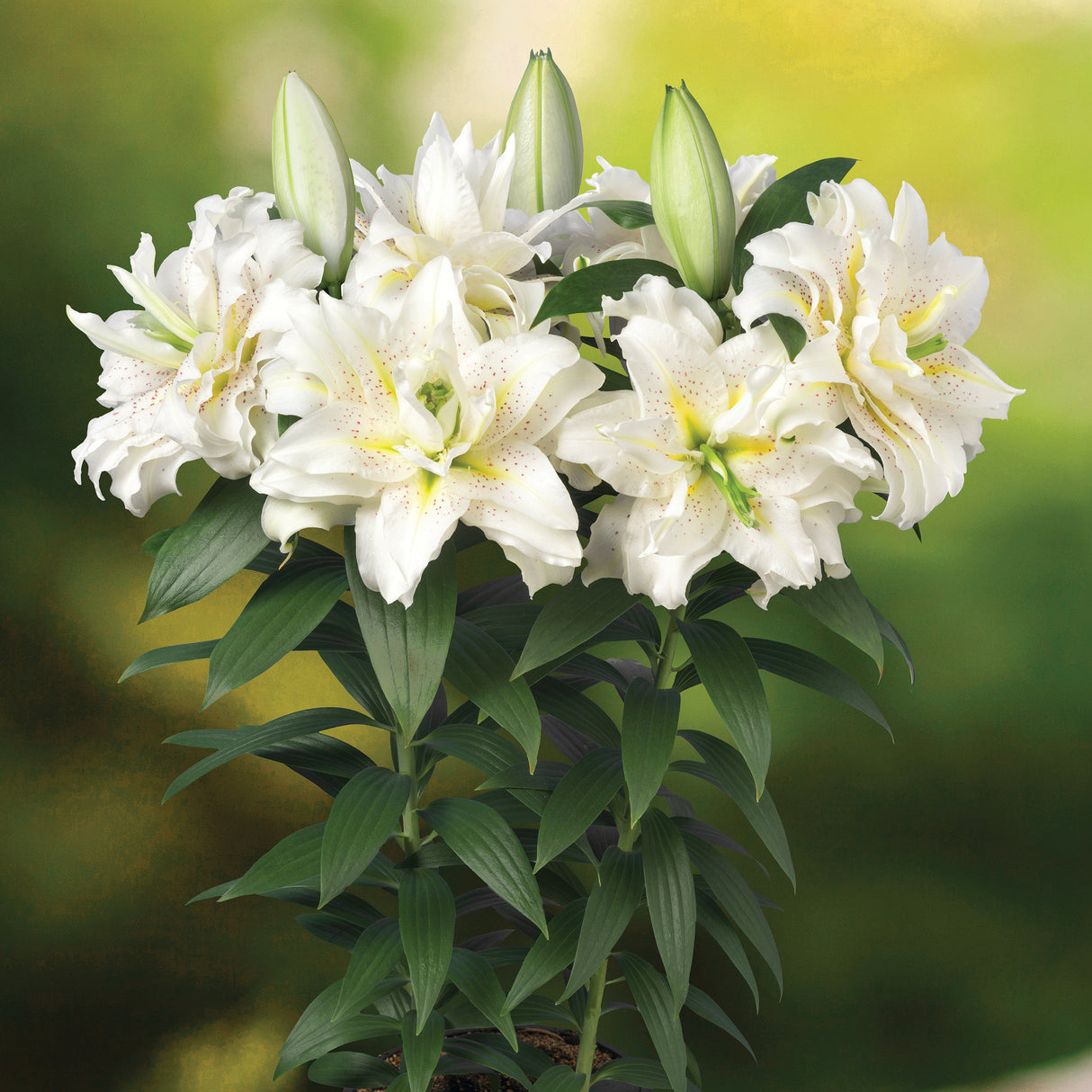 Lily Roselily Sita