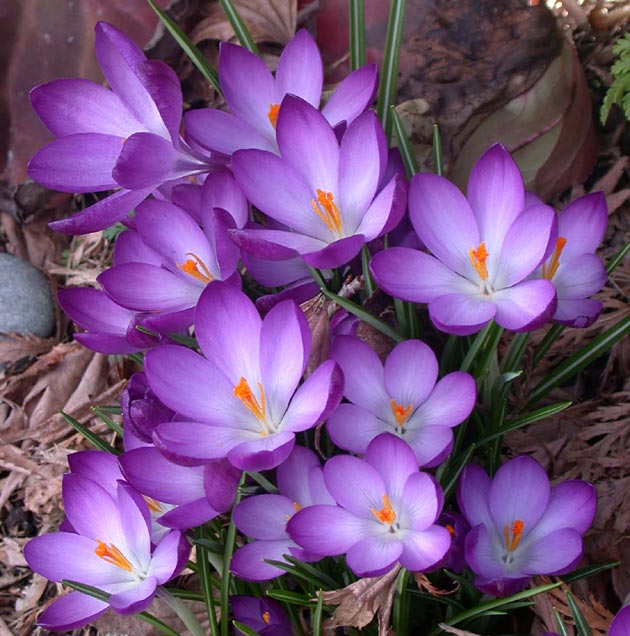 Crocus Ruby Giant