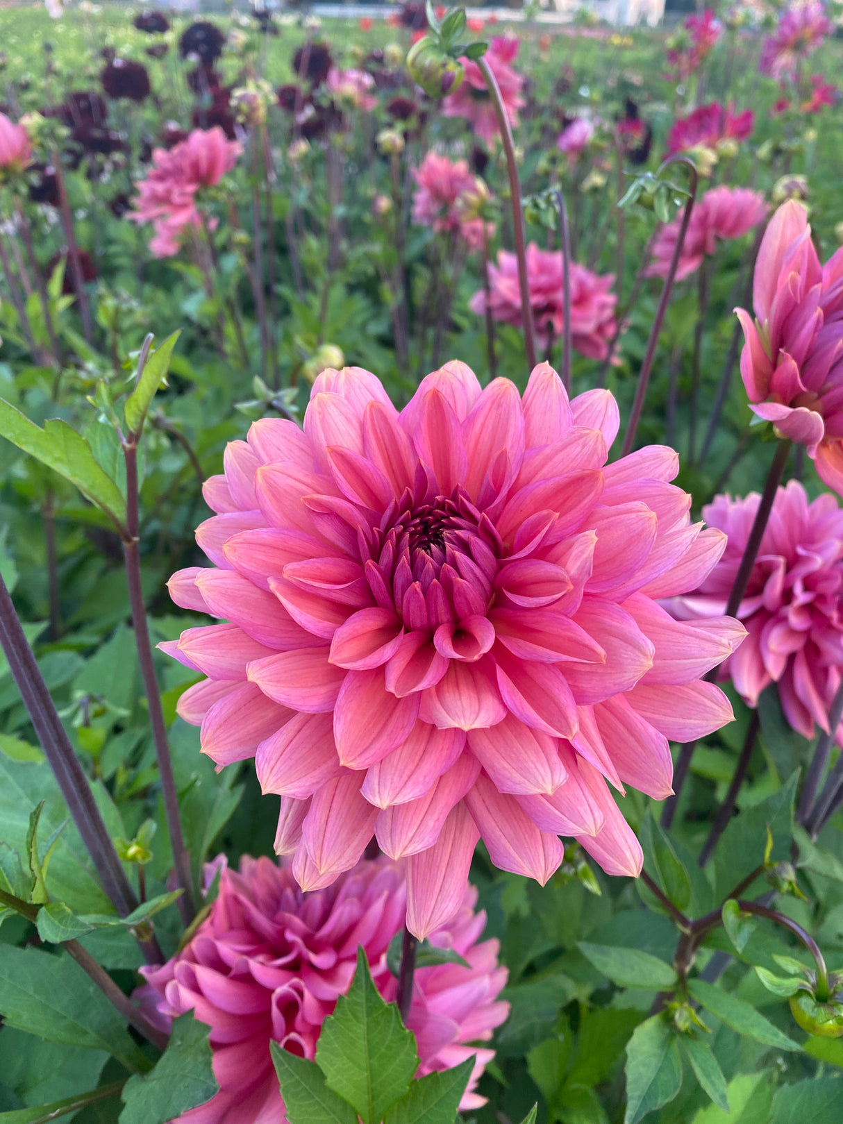 Dahlia Salmon Runner
