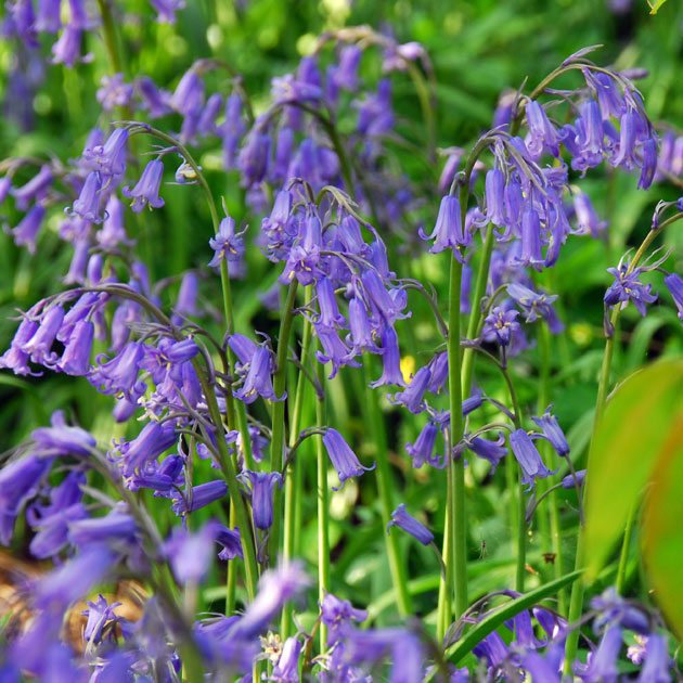 Scilla nutans