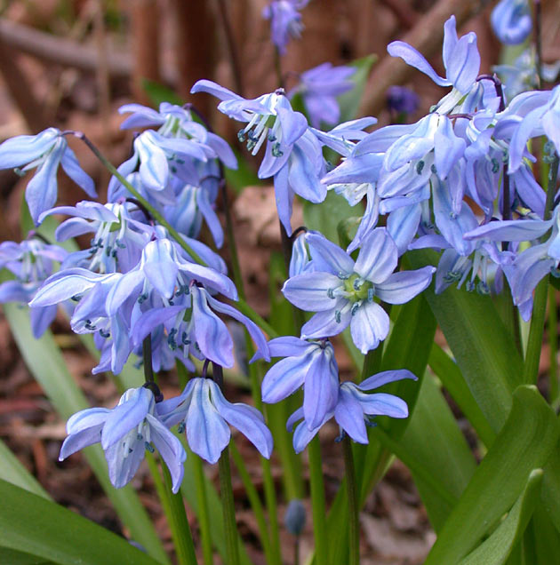 Scilla siberica