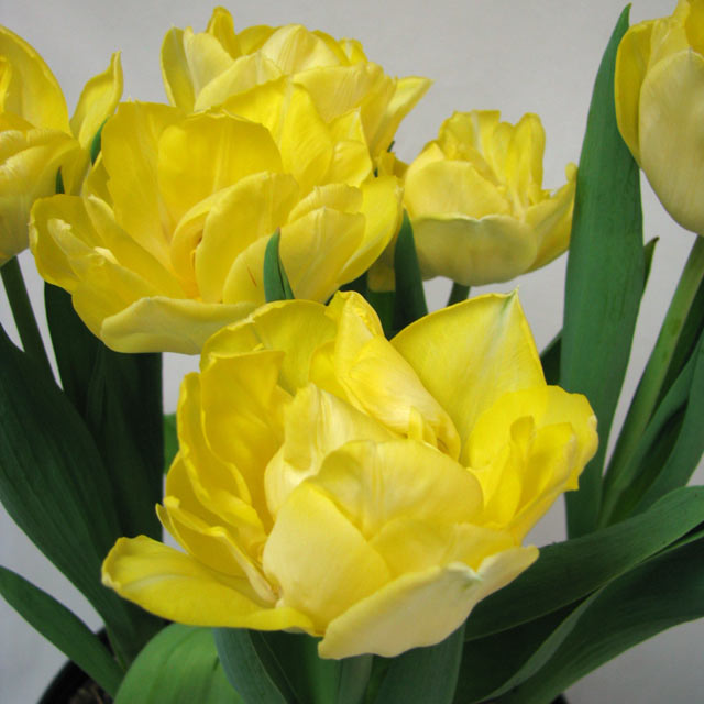 Tulip Secret Perfume